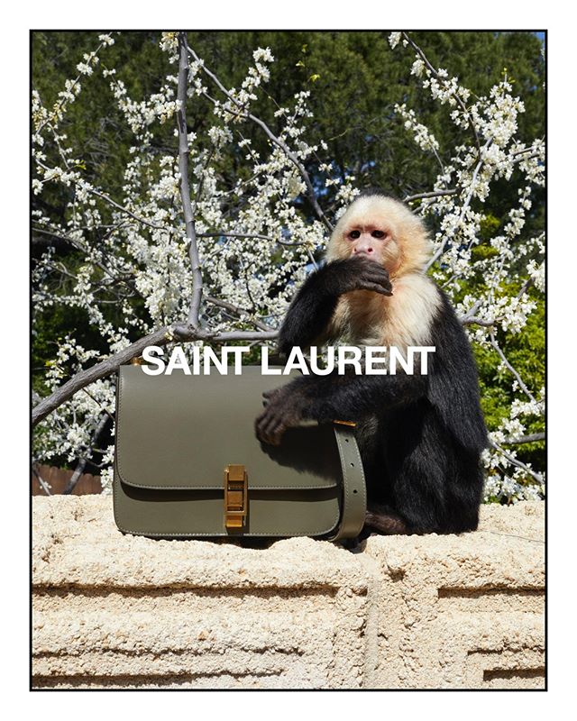 Фрея Беха позирует с обезьянкой в кампании Saint Laurent (фото 1)