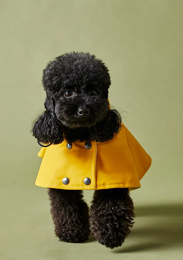 PittiPets: 5 брендов одежды и аксессуаров для пёсиков с выставки Pitti Uomo (фото 10)