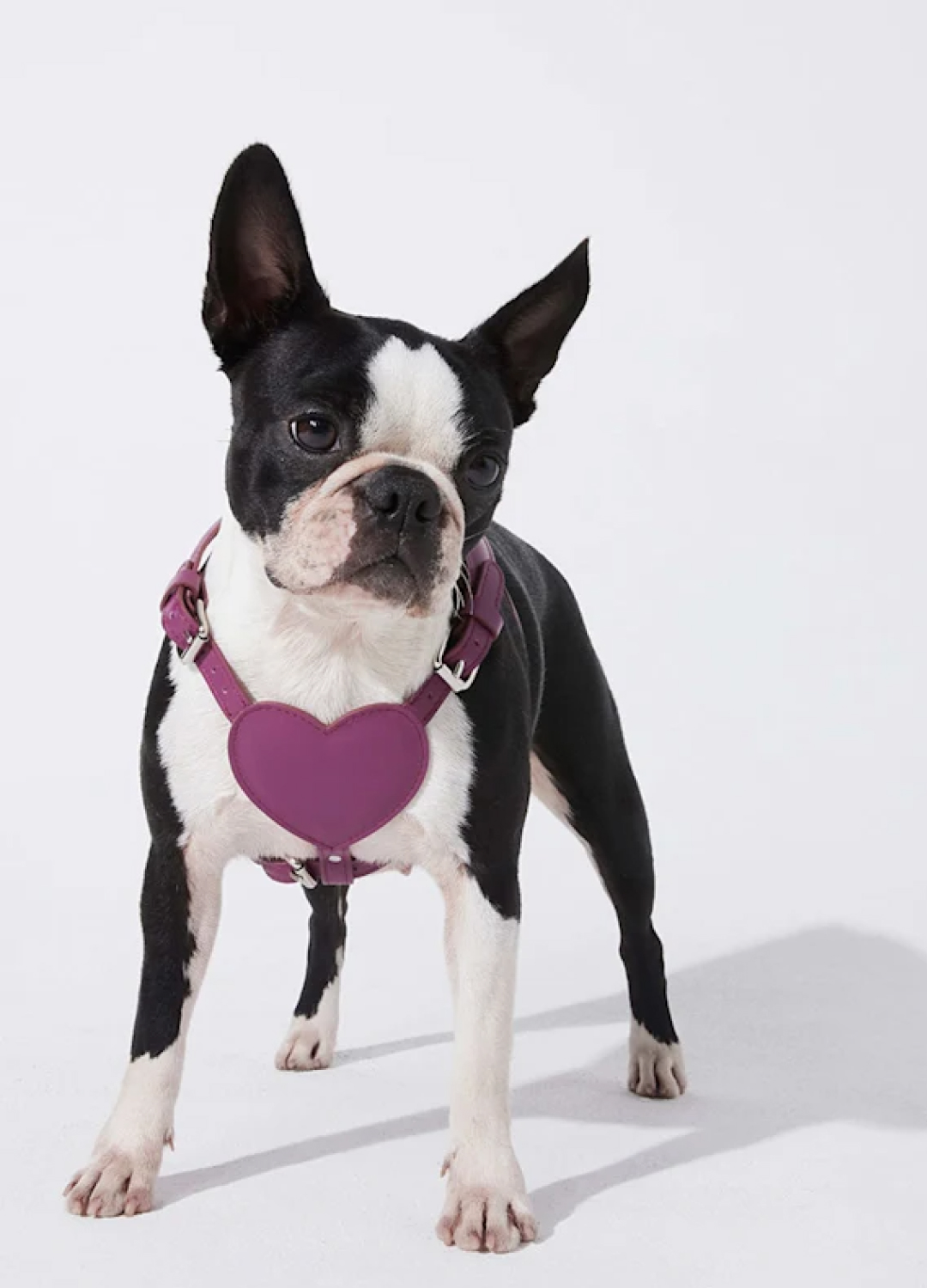 PittiPets: 5 брендов одежды и аксессуаров для пёсиков с выставки Pitti Uomo (фото 6)