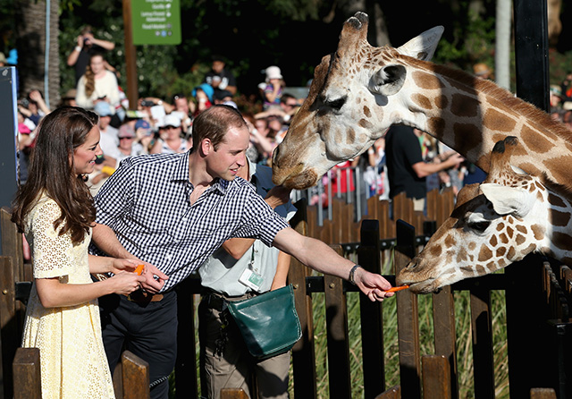 Кейт Миддлтон и принц Уильям в зоопарке Taronga Zoo (фото 1)