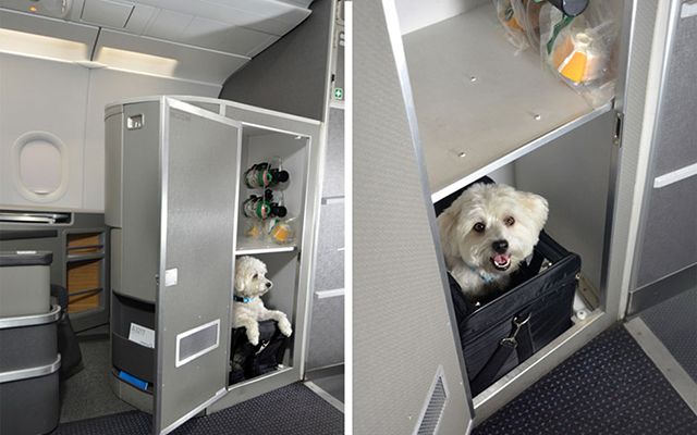 Американские авиалинии представили кабины первого класса для домашних животных (фото 1)