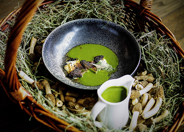 Грибные места Москвы: где пробовать сморчки (фото 2)