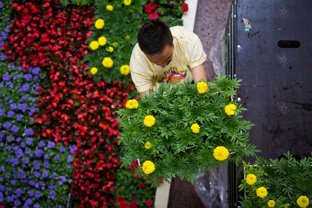 Оранжерея в сердце Москвы: Фестиваль цветов в ГУМе (фото 10)