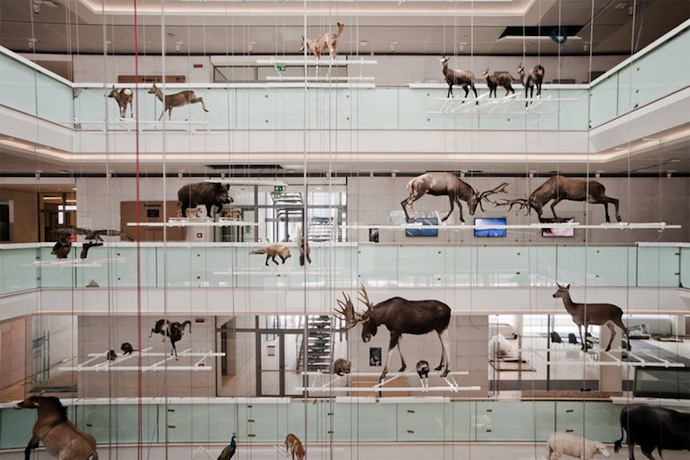 Global Forest Fragmentation