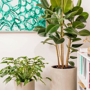 Зеленый лучший друг: как правильно подбирать растения в дом и кто вам в этом поможет, если вы новичок