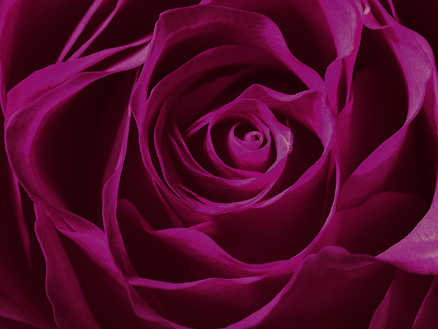 Абсолютная роза: новый аромат от Valentino