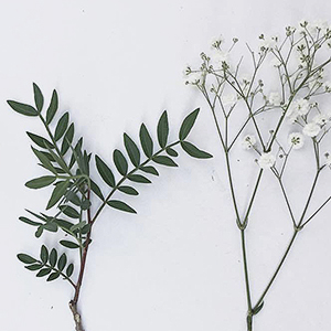 Что такое «гринери» в парфюмерии и почему это тренд