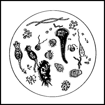Арбуз, бактерии, конопля и другие главные компоненты года в косметике (фото 8)