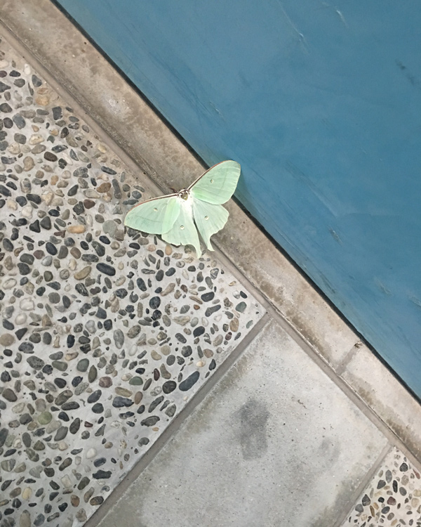 Настоящий васаби и идеальный урбанизм: Вика Газинская — о путешествии по Японии (фото 56)