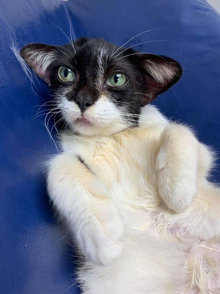 В США нашли кошку, которая похожа на малыша Йоду (фото 1)