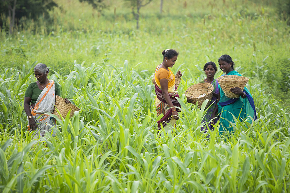 Bvlgari поддержал выращивание жасмина в Индии (фото 1)
