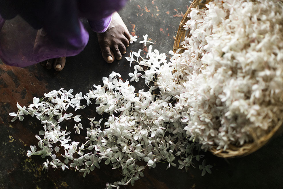 Bvlgari поддержал выращивание жасмина в Индии (фото 4)