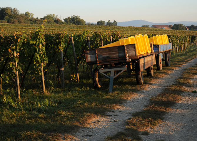 Эльзасская винная республика: эксперты Alianta Group рассказали о виноделии в самобытном регионе на востоке Франции (фото 2)