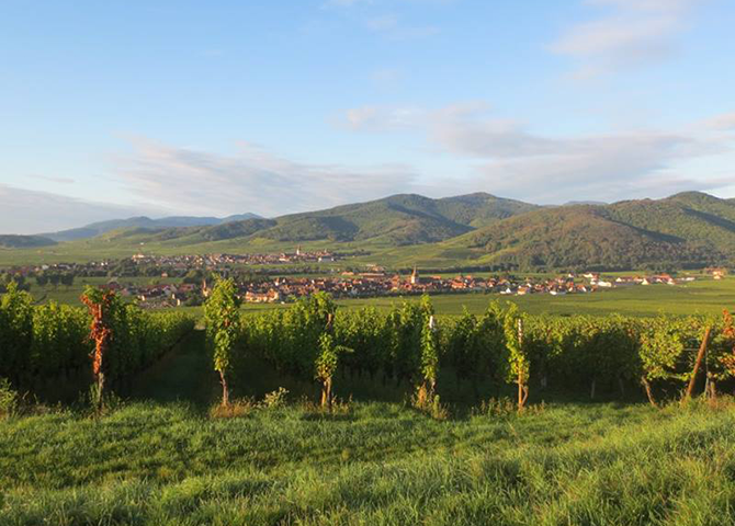 Эльзасская винная республика: эксперты Alianta Group рассказали о виноделии в самобытном регионе на востоке Франции (фото 1)