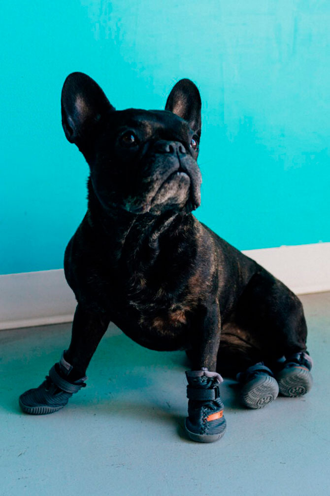 Fresh Pawz выпустил ботинки для собак по мотивам кроссовок Yeezy (фото 3)