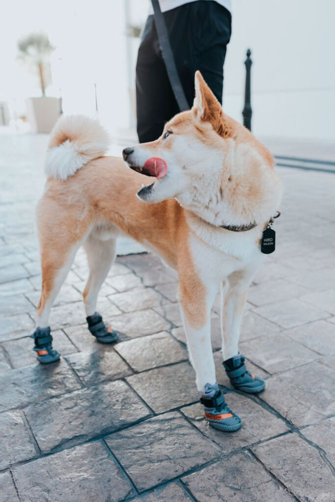 Fresh Pawz выпустил ботинки для собак по мотивам кроссовок Yeezy (фото 4)