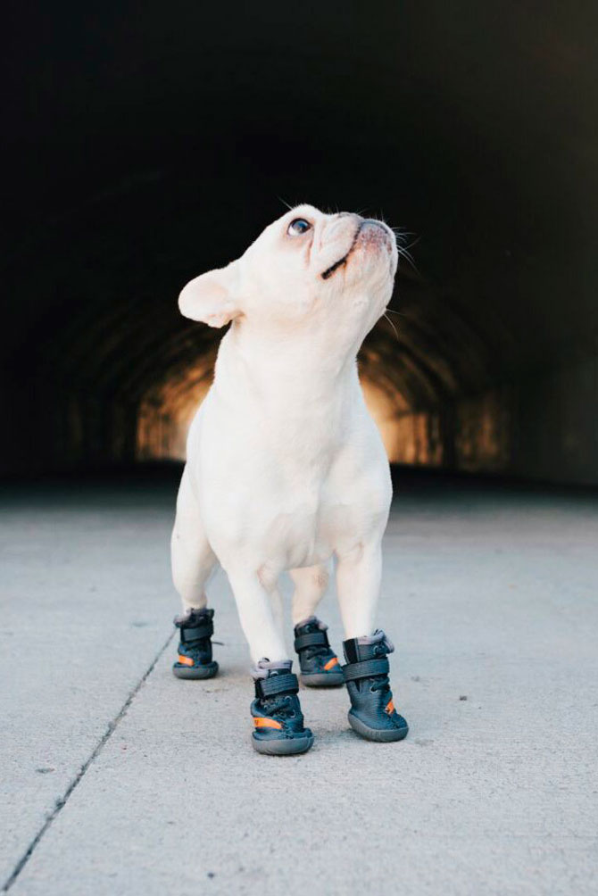 Fresh Pawz выпустил ботинки для собак по мотивам кроссовок Yeezy (фото 2)
