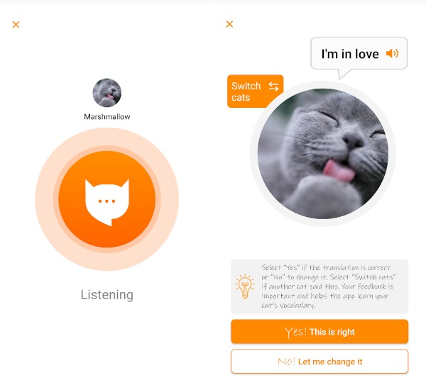 Появилось приложение-переводчик с кошачьего языка на человеческий (фото 2)