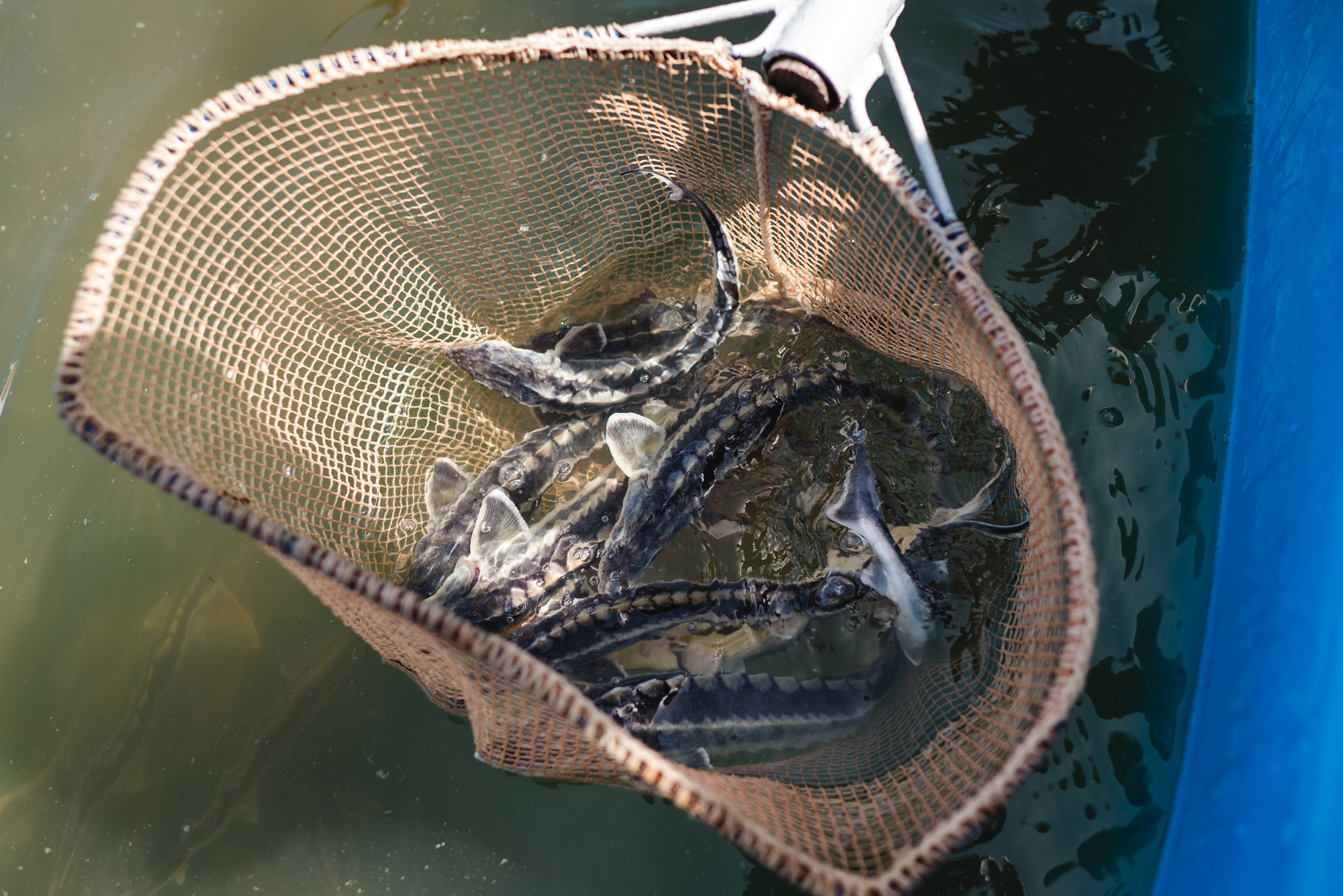 BelugaFarm провел благотворительную акцию по спасению рыб в Астрахани (фото 2)