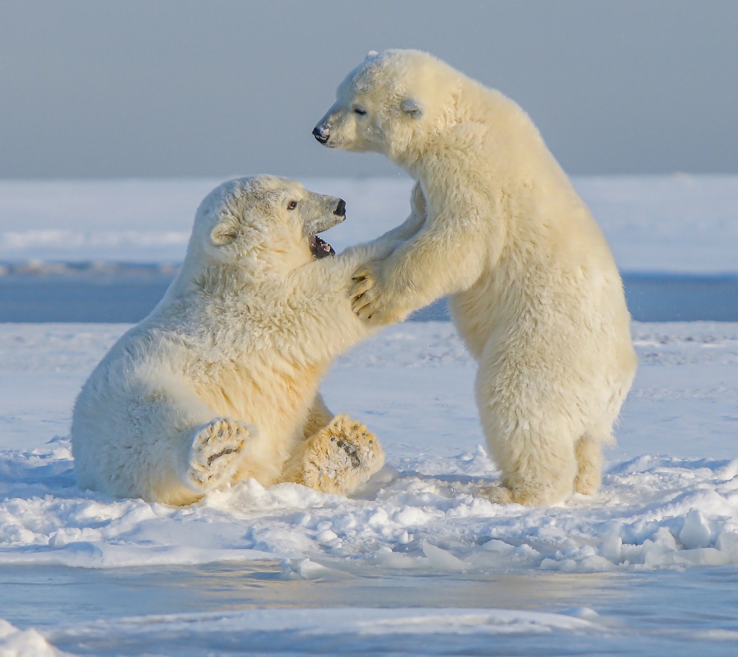 Радуя, помогай: новогодние подарки, которые можно найти у благотворительных фондов (фото 5)