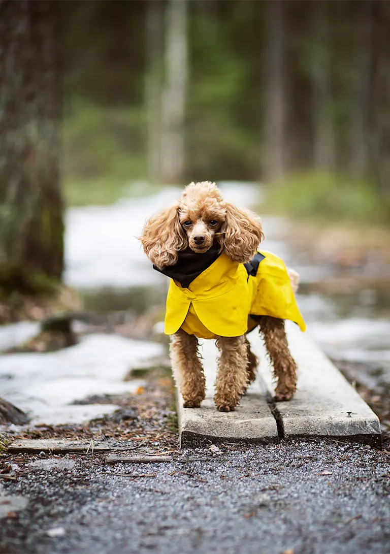 PittiPets: 5 брендов одежды и аксессуаров для пёсиков с выставки Pitti Uomo (фото 1)