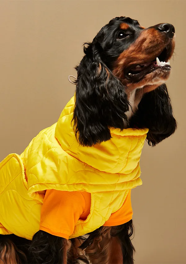 PittiPets: 5 брендов одежды и аксессуаров для пёсиков с выставки Pitti Uomo (фото 9)