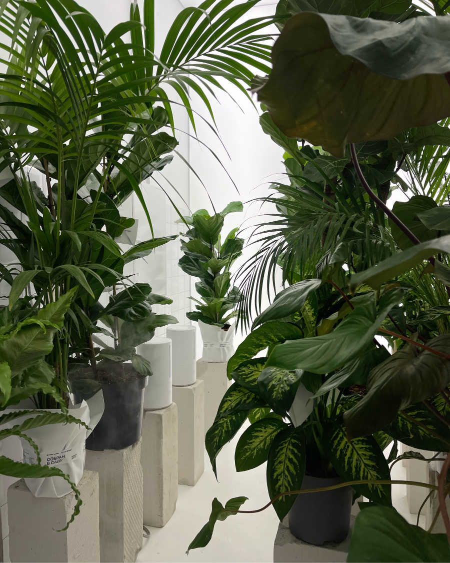 В магазине «Собран в саду» на Петровке открылась теплица с живыми растениями (фото 1)