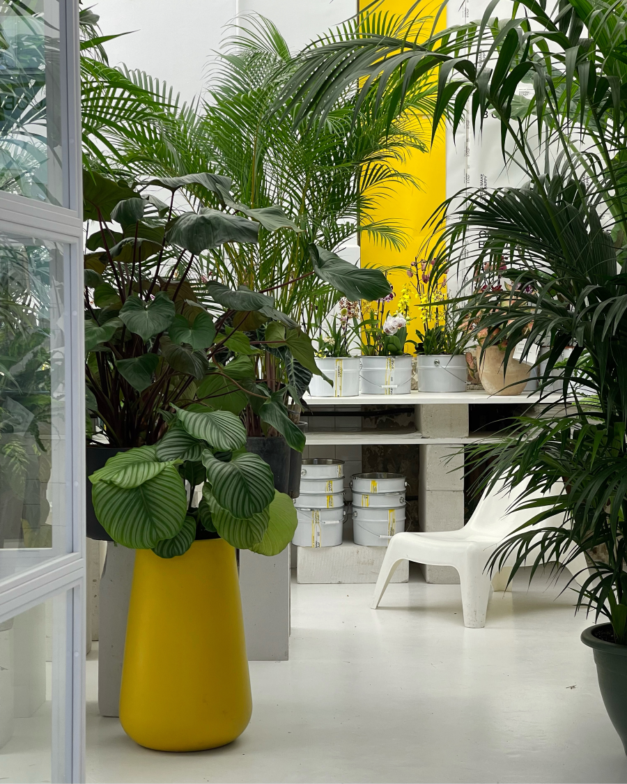 В магазине «Собран в саду» на Петровке открылась теплица с живыми растениями (фото 4)