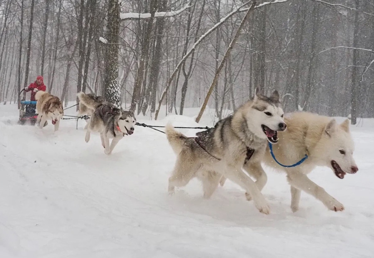 Сноукайтинг, купание в проруби и керлинг: зимние виды спорта для тех, кто не сидит на месте в новогодние праздники (фото 4)