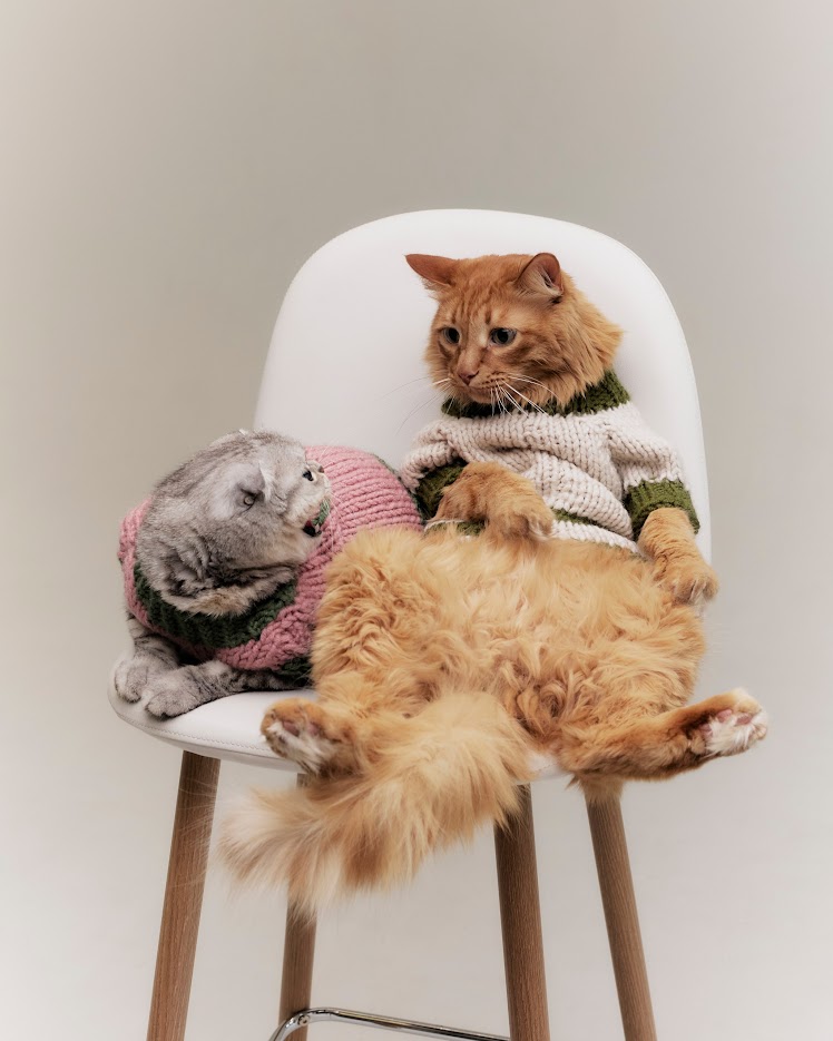 «Мурмуризм» выпустил коллекцию свитеров для кошек (фото 1)