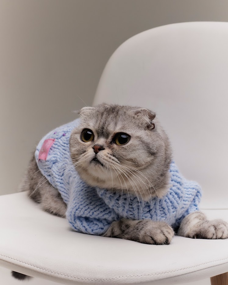 «Мурмуризм» выпустил коллекцию свитеров для кошек (фото 6)