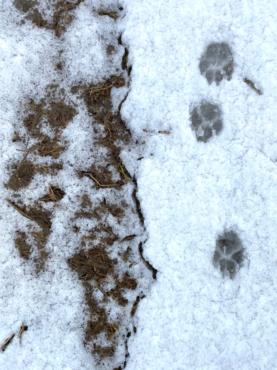 BoscoVesna представляет арт-коллаборацию с художницей Ириной Кориной (фото 11)