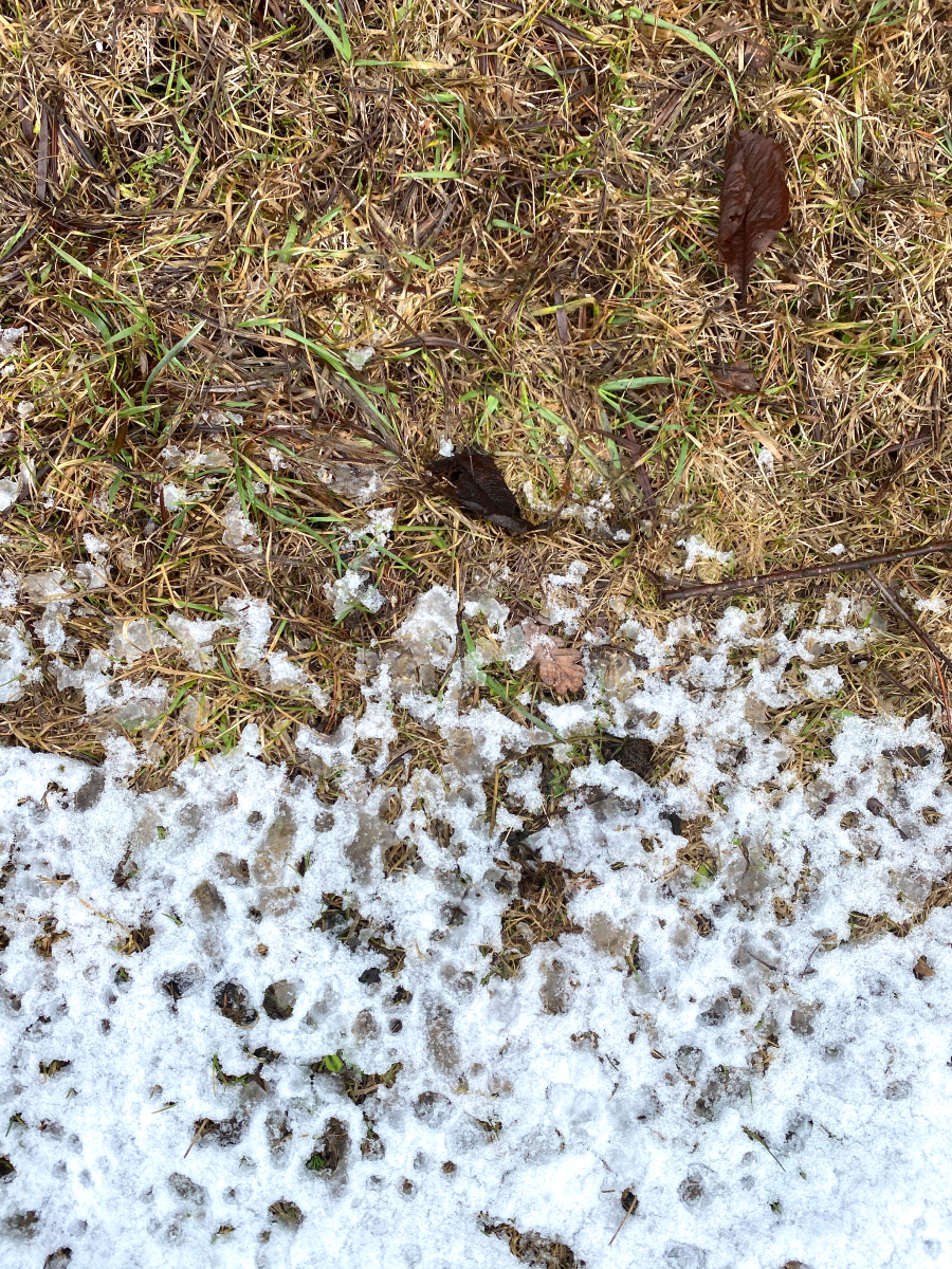 BoscoVesna представляет арт-коллаборацию с художницей Ириной Кориной (фото 12)