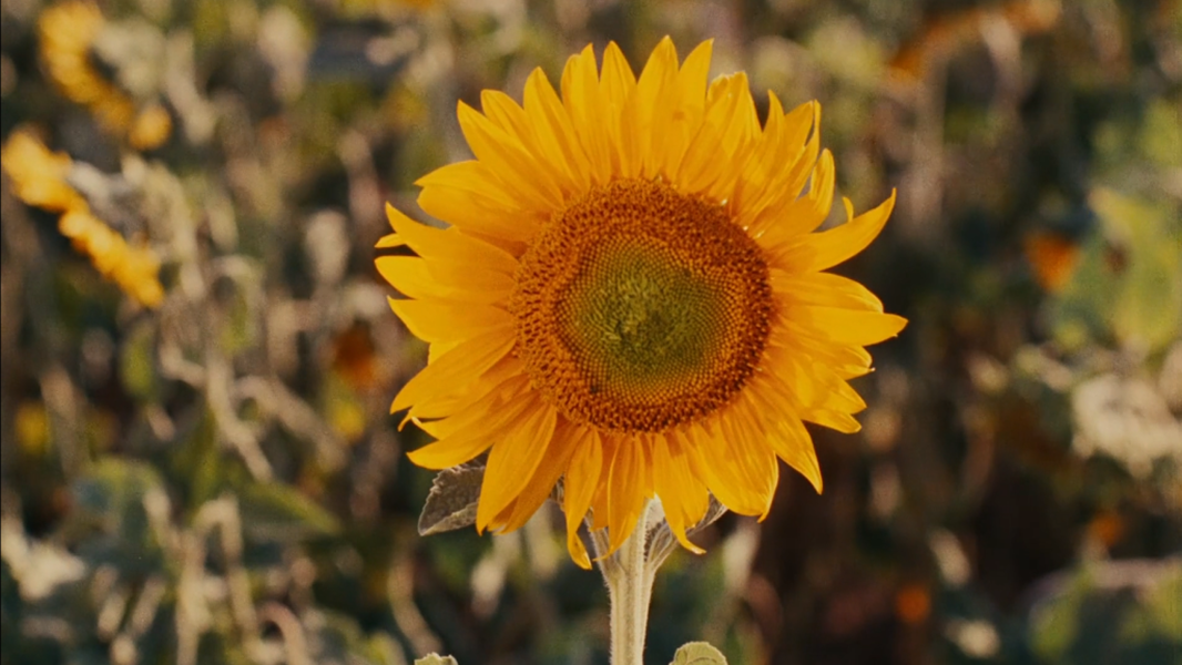 «Счастье»: 5 кадров из ужасающей, но залитой солнцем, семейной драмы Аньес Варда (фото 1)