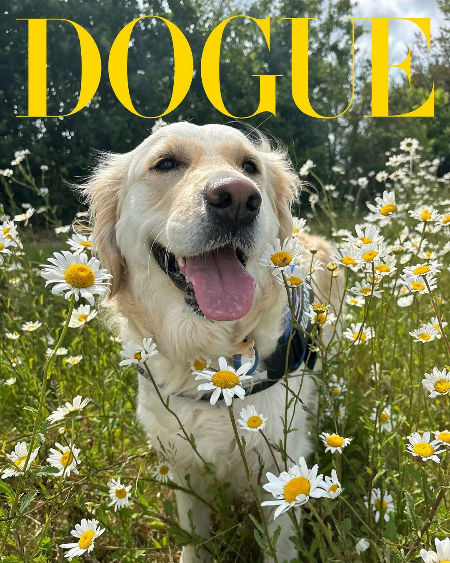 Vogue объявил победителей конкурса моделей-собак (фото 2)