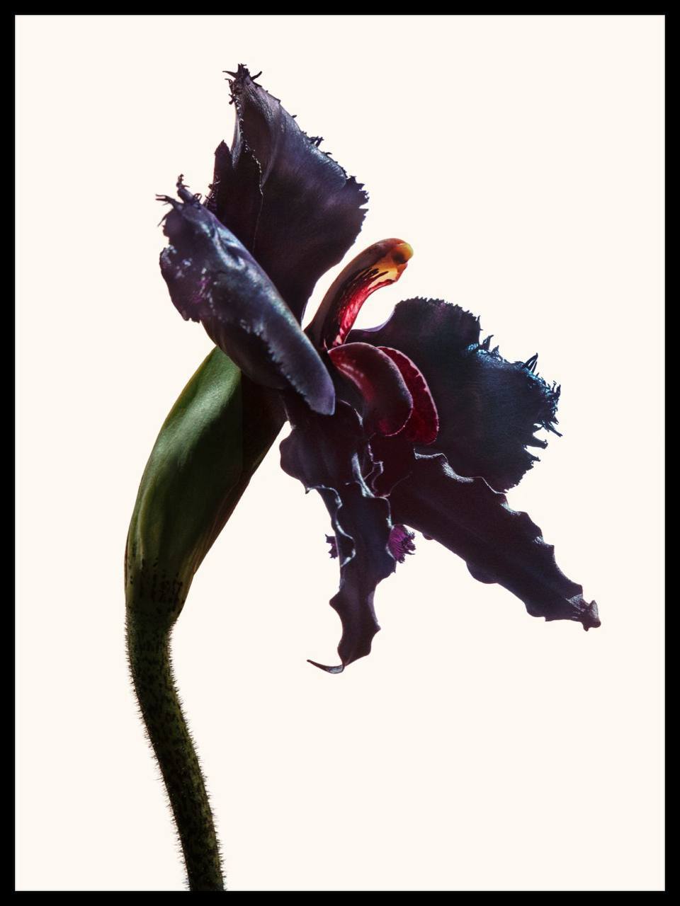 Тильда Суинтон стала лицом нового парфюма Tom Ford (фото 6)