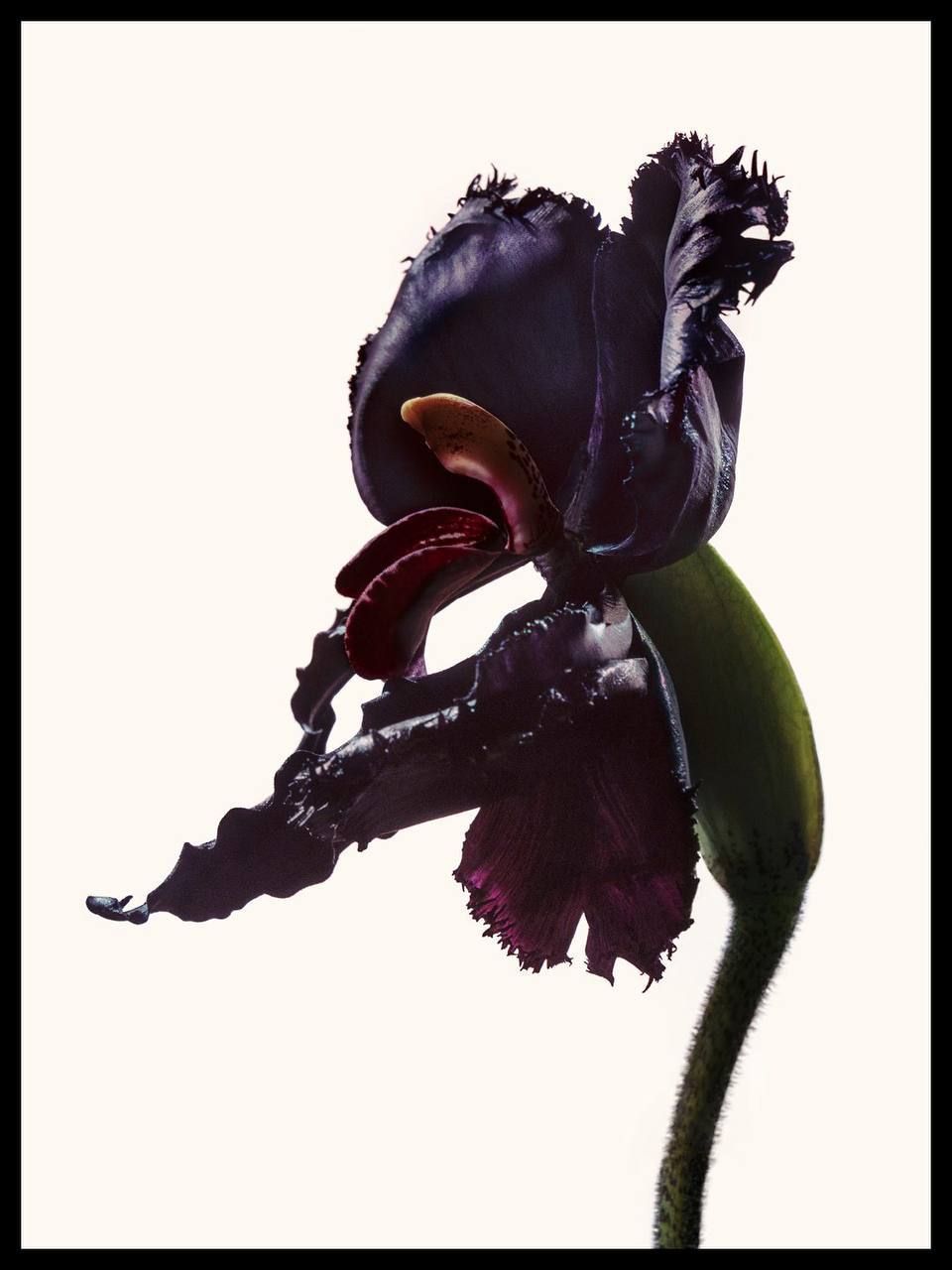 Тильда Суинтон стала лицом нового парфюма Tom Ford (фото 5)