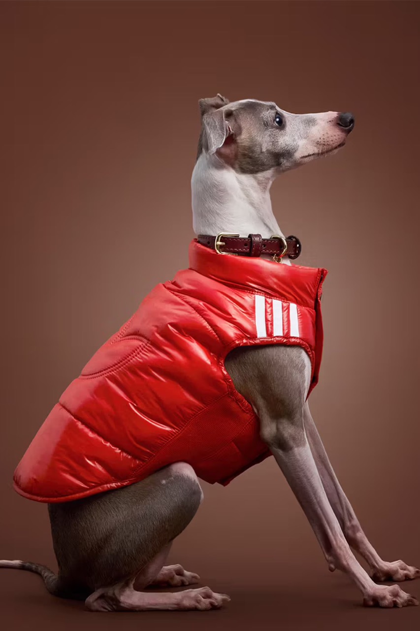 adidas выпустил новую коллекцию для домашних животных (фото 8)
