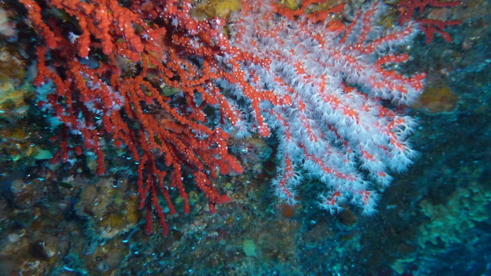 Chanel продлевает партнерство с Научным центром Монако на шесть лет (фото 1)