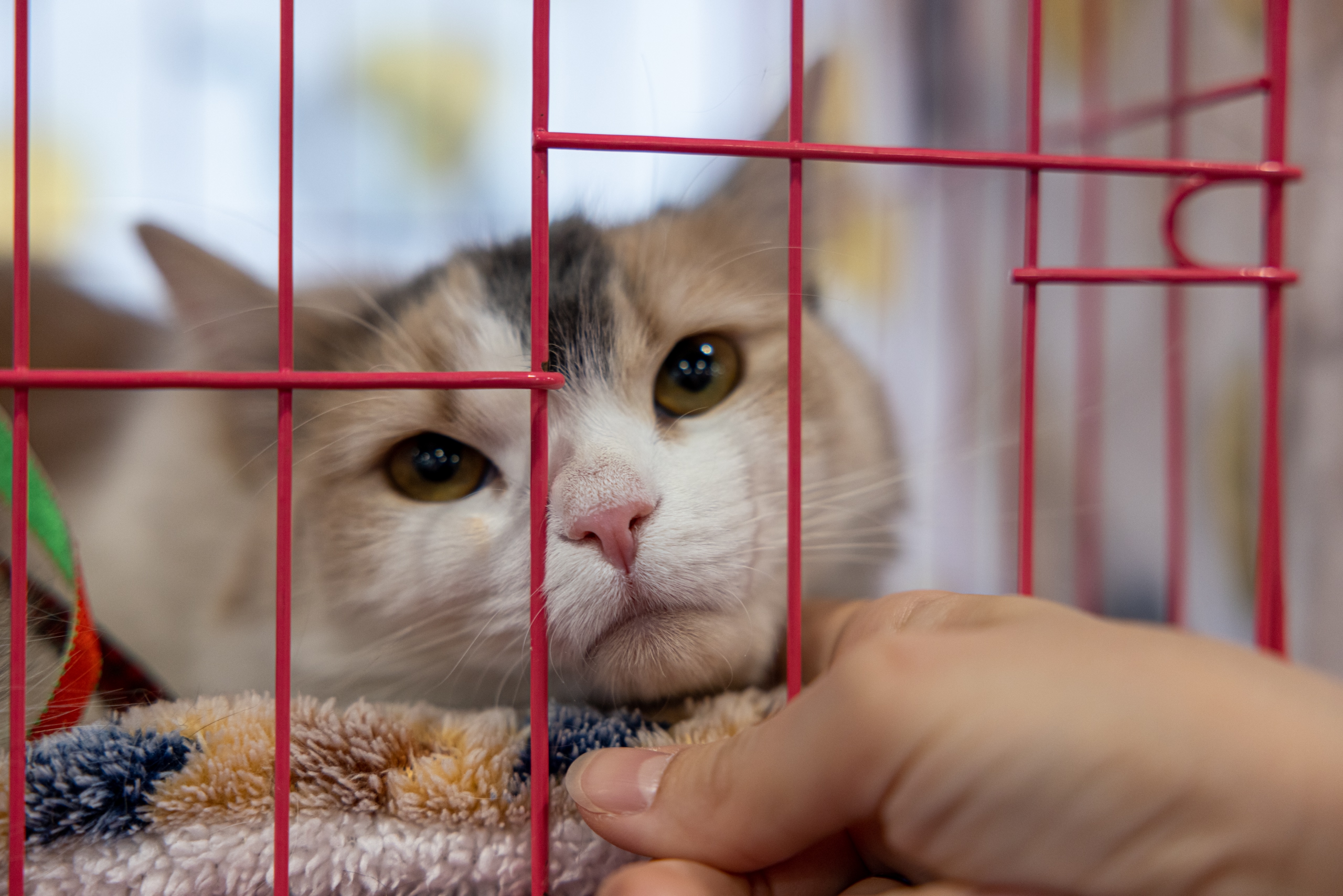 Фонд «РЭЙ» организует благотворительный фестиваль «Тыквы и Коты» (фото 4)