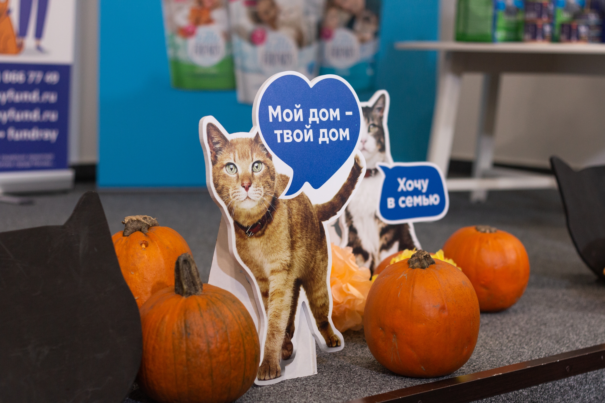 Фонд «РЭЙ» организует благотворительный фестиваль «Тыквы и Коты» (фото 3)