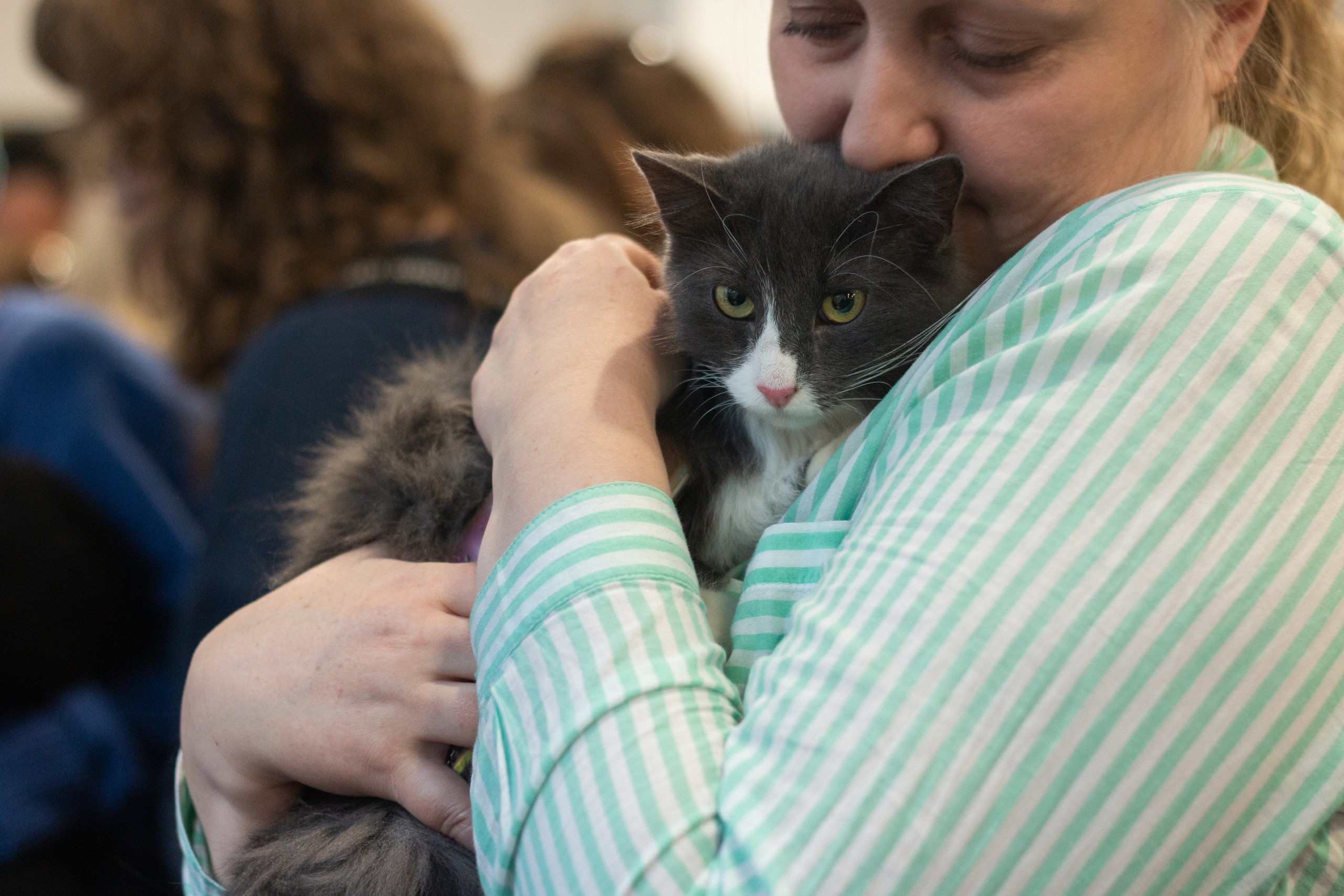 Фонд «РЭЙ» организует благотворительный фестиваль «Тыквы и Коты» (фото 1)