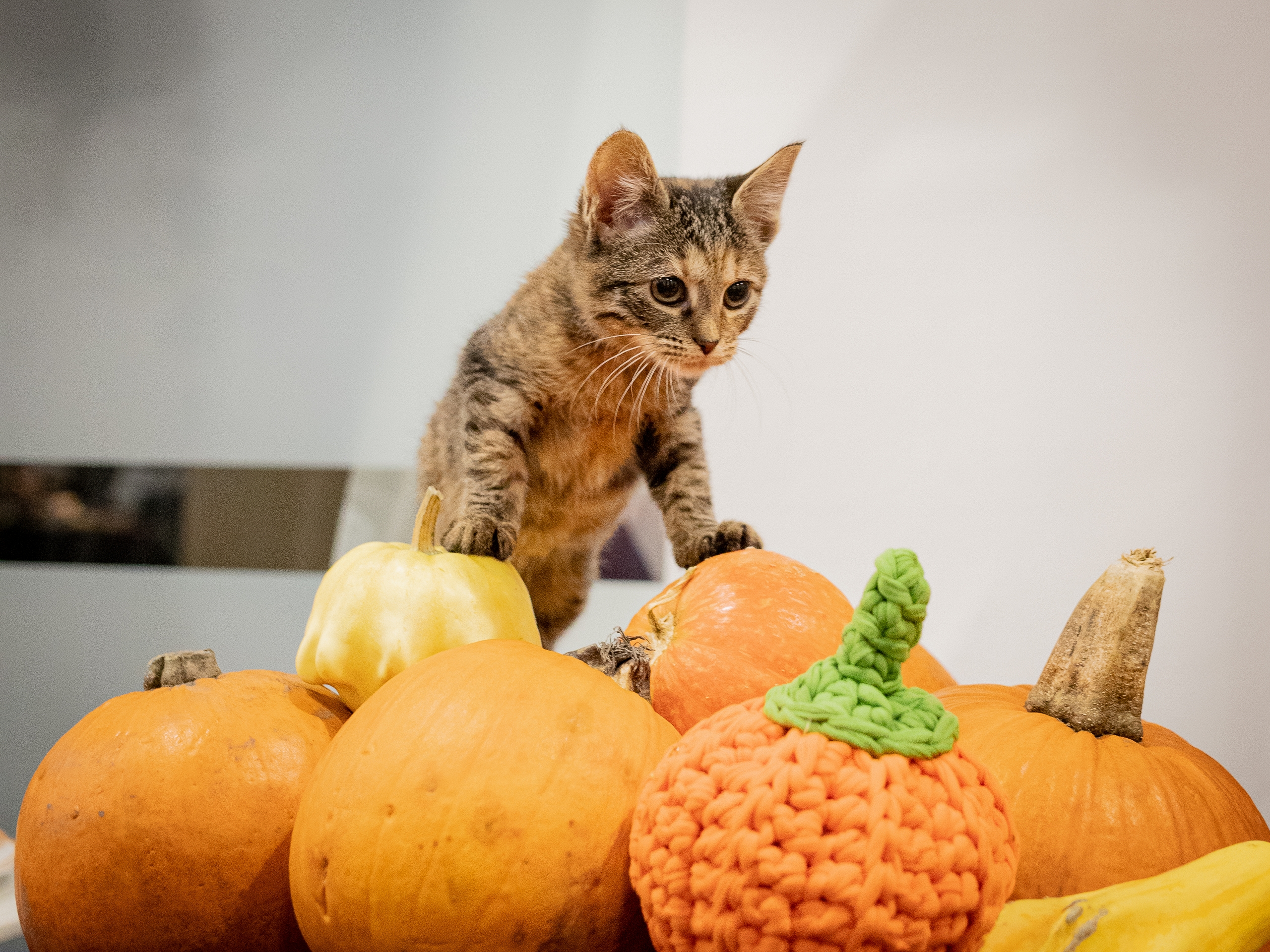 Фонд «РЭЙ» организует благотворительный фестиваль «Тыквы и Коты» (фото 2)