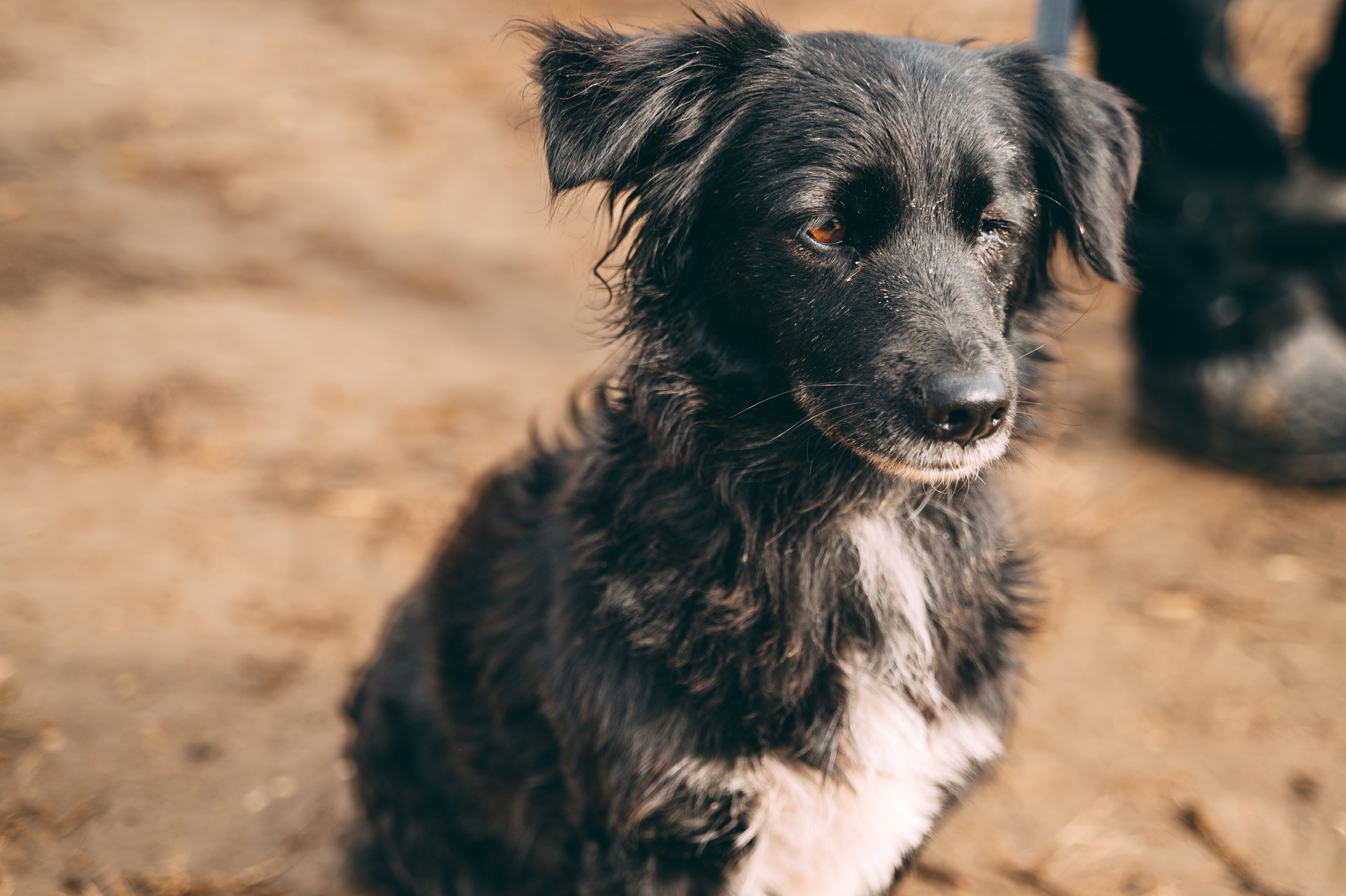 Компания Teddy Food запустит акцию помощи бездомным животным (фото 2)