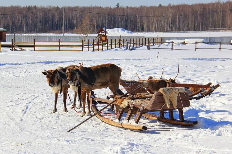 Сказка, тропики и термы: восемь локаций в Подмосковье для зимнего уик-энда (фото 16)