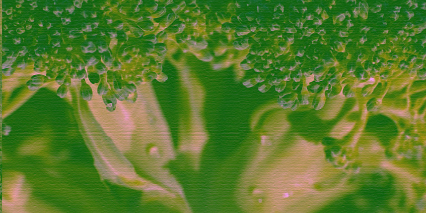 Как капуста влияет на организм и какие полезные компоненты в ней есть? Отвечает эксперт (фото 3)