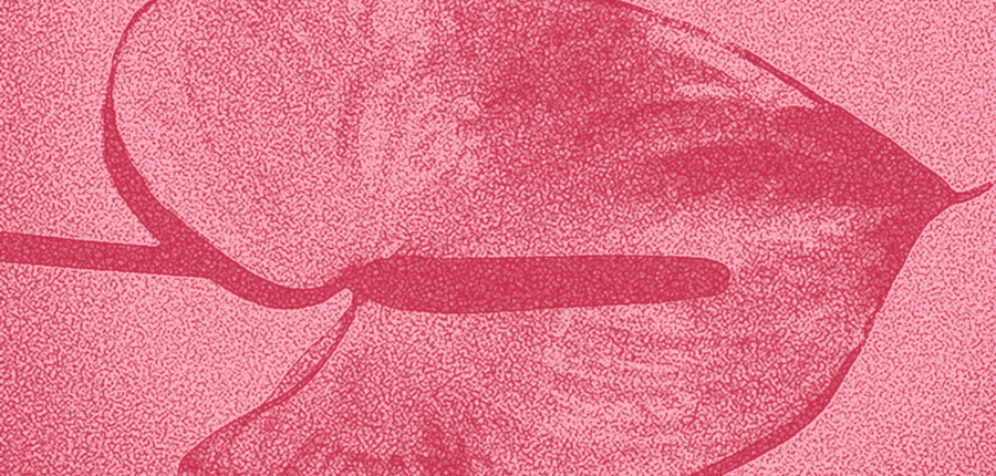 Я только спросить: что такое бартолиновы железы и почему они важны для репродуктивной системы? (18+) (фото 4)