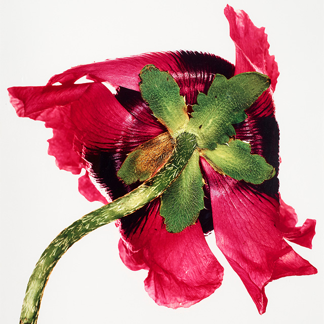 Irving Penn - Single Oriental Poppy (Variety Unrecorded), New York, 1968 Gucci открывают во Флоренции "цветочную" выставку (фото 1)