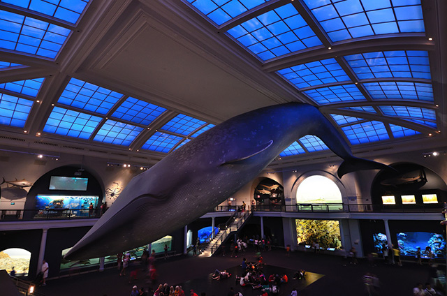 Американский музей естественной истории устроит вечеринку с ночевкой (фото 1)