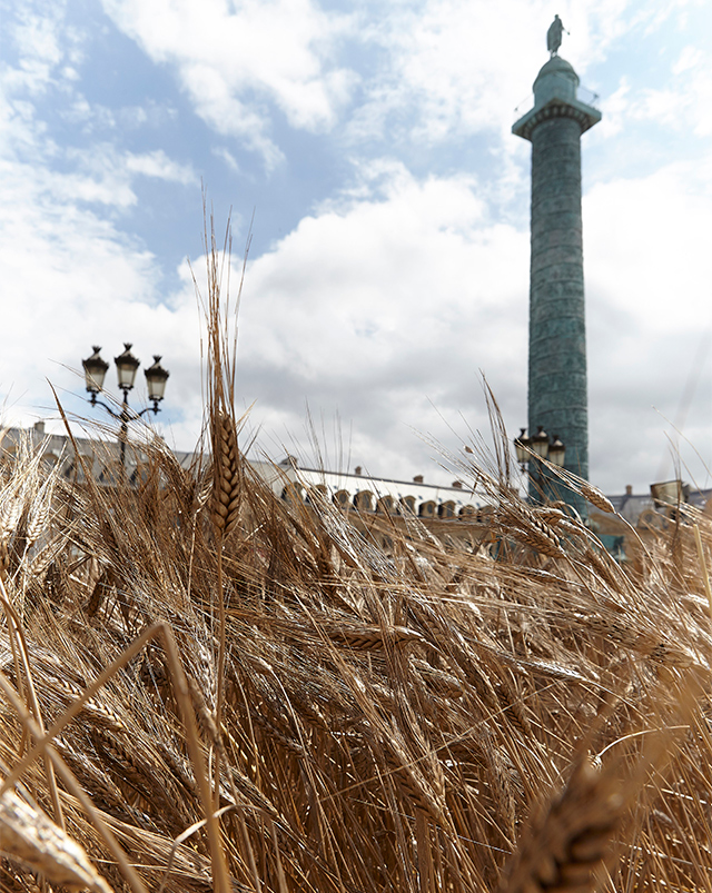 Пшеничные колосья Chanel (фото 2)